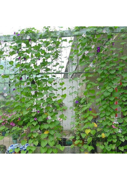 Büyüt Çit-1 x Kafes Ağ-Yeşil (Yurt Dışından) modelleri