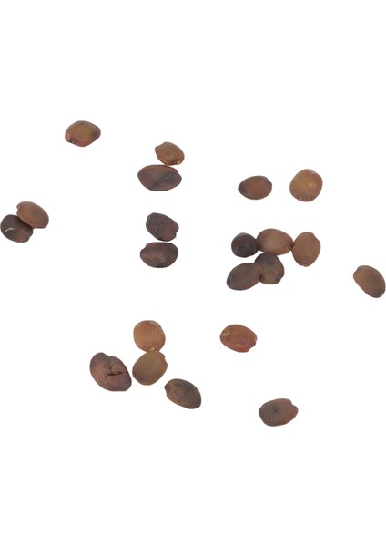 Ağaç Tohumları, Süs 1.7oz Erguvan Tohumları Şehir Yolu Için Ev Için Büyük Tek Çiçek (Yurt Dışından)