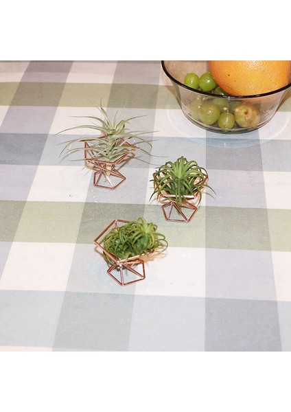 Paket 5 Hava Tesisi Tutucu Hava Tesisleri Tutucular Tillandsias Ekran Hava Temizleme Tesisi Konteyner Hava Fern Standı (Yurt Dışından)