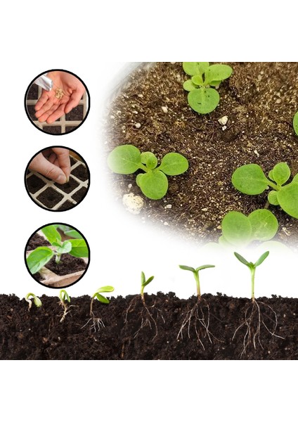 Bitki Yetiştirme Tepsisi Hafif Çok Fonksiyonlu Çatlama Önleyici Bitki Başlangıç Tepsisi (Yurt Dışından) indirimleri