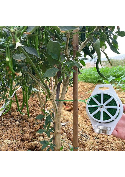 Domates Fidesi-4 * Kravat Teli-Beyaz & Yeşil (Yurt Dışından)