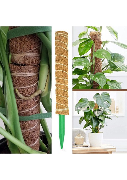 Bitki Tırmanma Hissesi Kullanımı Kolay Hava Koşullarına Direnç Bitki Büyüme Hissesi (Yurt Dışından) fırsatları