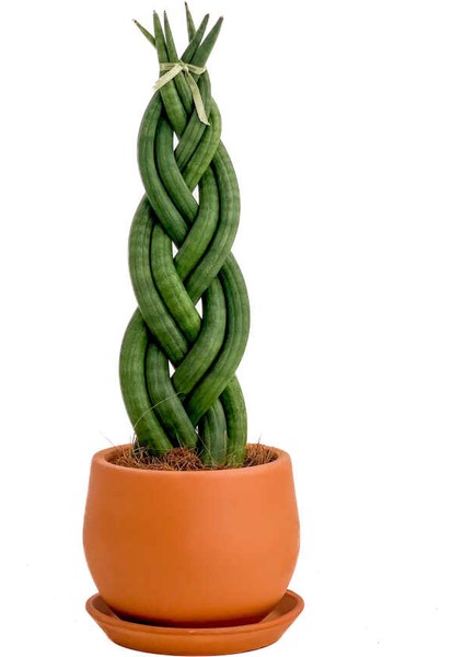 Örgülü Paşa Kılıcı-Curvy Terra Cotta Saksılı Sansevieria Cylindrica Braided 30 cm
