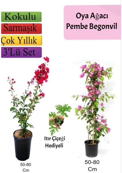 Kırmızı Oya Ağacı+ Pembe Begonvil+ Itır Çiçeği Hediyeli