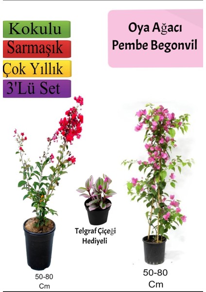 Kırmızı Oya Ağacı+ Pembe Begonvil+ Telgraf Çiçeği Hediyeli