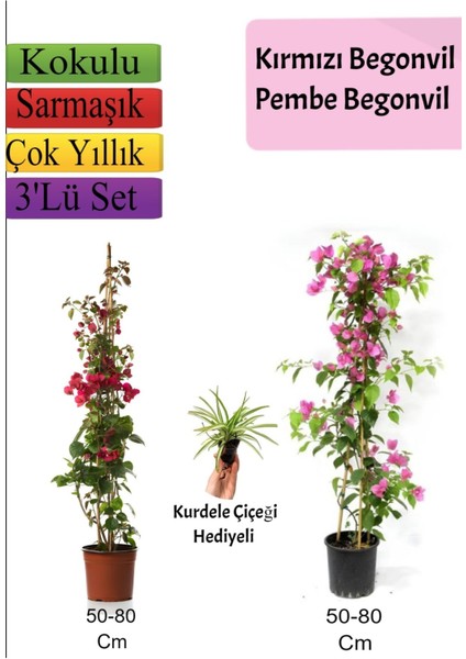 Kırmızı+ Pembe Begonvil+ Kurdele Çiçeği Hediyeli