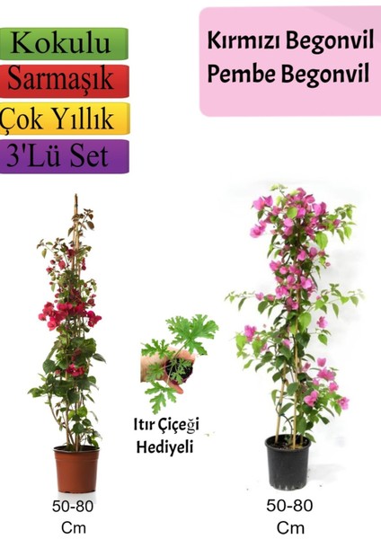 Kırmızı+ Pembe Begonvil+ Itır Çiçeği Hediyeli