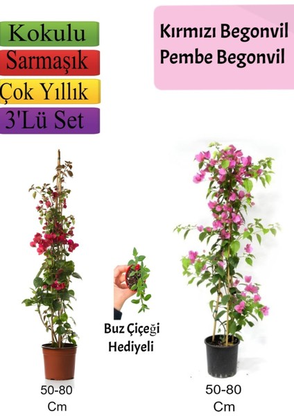 Kırmızı+ Pembe Begonvil+ Buz Çiçeği Hediyeli
