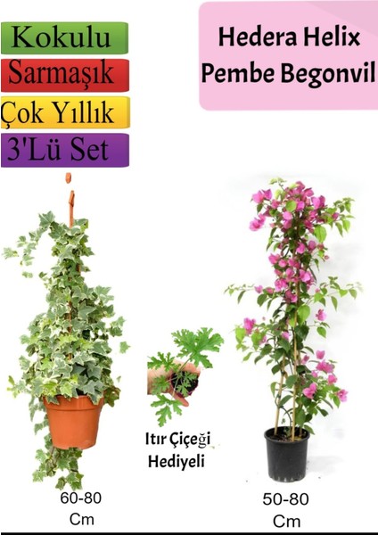 Hedera Helix Sarmaşığı+ Pembe Begonvil+ Itır Çiçeği Hediyeli