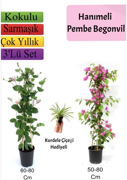 Hanımeli+ Pembe Begonvil+ Kurdele Çiçeği Hediyeli