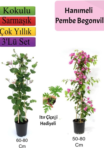 Hanımeli+ Pembe Begonvil+ Itır Çiçeği Hediyeli