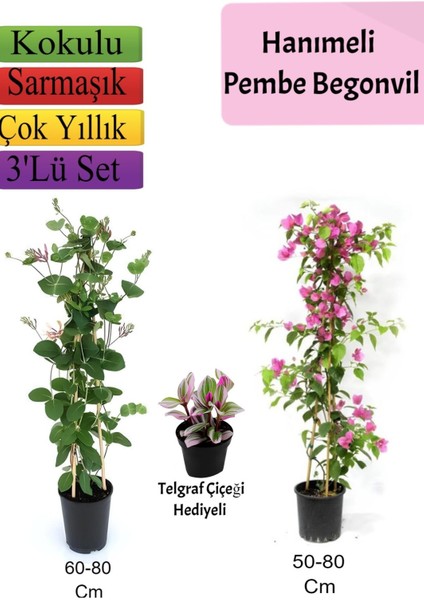 Hanımeli+ Pembe Begonvil+ Telgraf Çiçeği Hediyeli