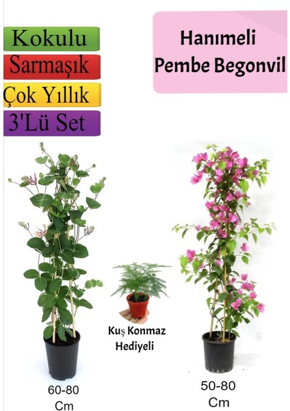 Hanımeli+ Pembe Begonvil+ Tül Çiçeği Hediyeli