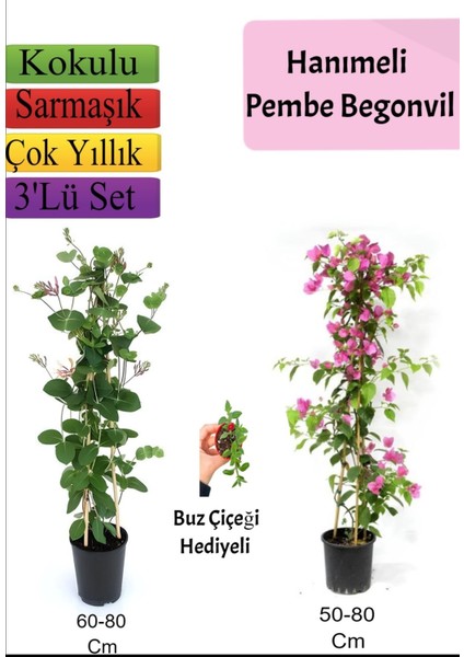 Hanımeli+ Pembe Begonvil+ Buz Çiçeği Hediyeli