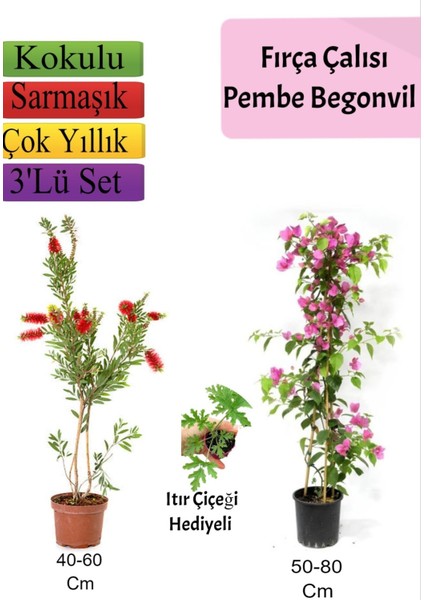 Fırça Çalısı+ Pembe Begonvil+ Itır Çiçeği Hediyeli
