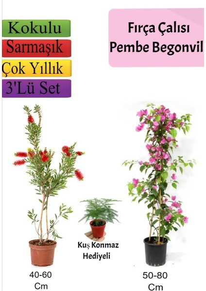Fırça Çalısı+ Pembe Begonvil+ Tül Çiçeği Hediyeli