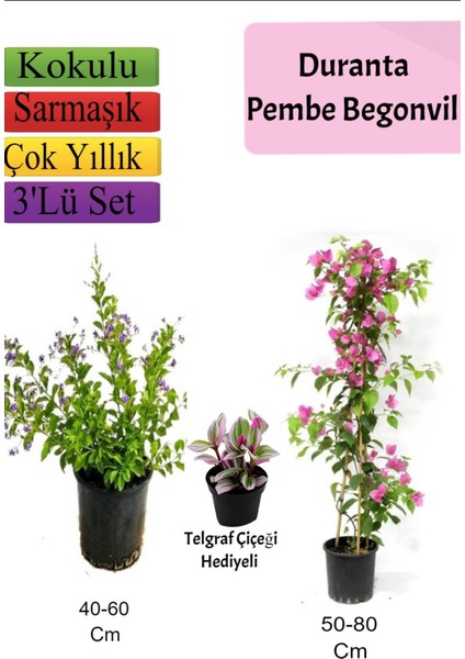 Serada Decor Plant Duranta Çalısı+ Pembe Begonvil+ Telgraf Çiçeği Hediyeli