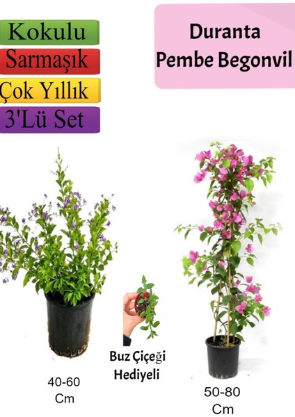 Duranta Çalısı+ Pembe Begonvil+ Buz Çiçeği Hediyeli