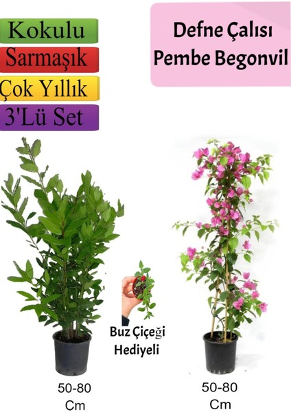 Defne Çalısı+Pembe Begonvil+ Buz Çiçeği Hediyeli