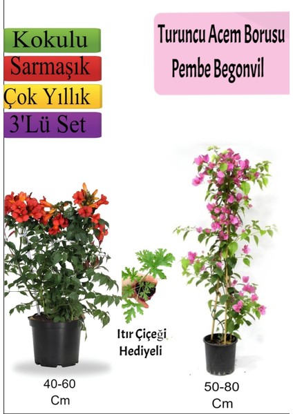 Turuncu Acem Borusu+ Pembe Begonvil+ Itır Hediyeli