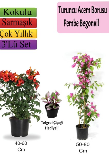 Turuncu Acem Borusu+ Pembe Begonvil+ Telgraf Hediyeli