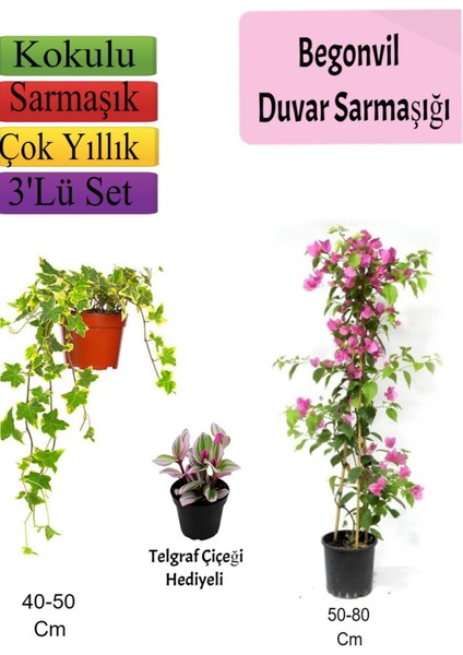 Amerikan Duvar Sarmaşığı+ Pembe Begonvil+ Telgraf Çiçeği Hediyeli