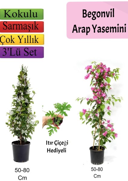 Arap Yasemini+ Pembe Begonvil+ Itır Çiçeği Hediyeli