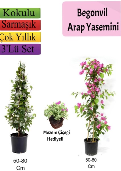 Serada Decor Plant Arap Yasemini+ Pembe Begonvil+ Mezem Çiçeği Hediyeli