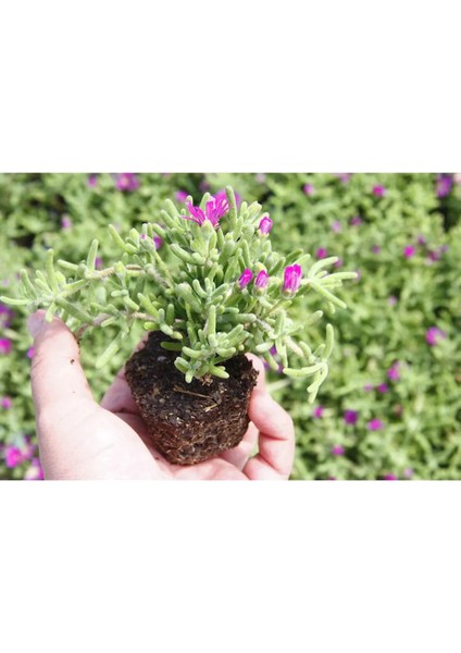 Serada Decor Plant Arap Yasemini+ Pembe Begonvil+ Mezem Çiçeği Hediyeli