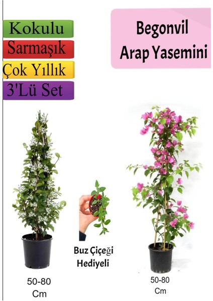 Arap Yasemini+ Pembe Begonvil+ Buz Çiçeği Hediyeli