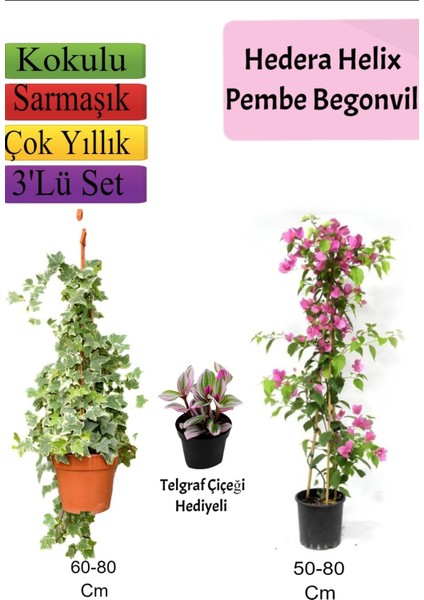 Hedera Helix Sarmaşığı+ Pembe Begonvil+ Telgraf Çiçeği Hediyeli