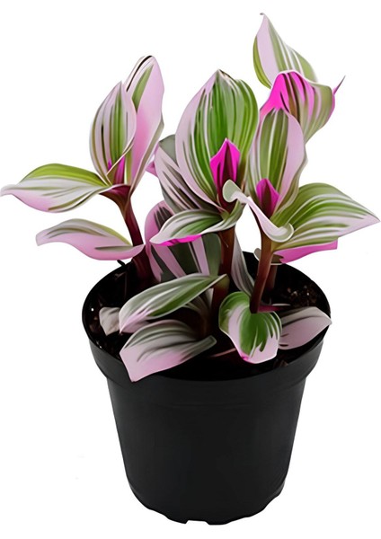 Hedera Helix Sarmaşığı+ Pembe Begonvil+ Telgraf Çiçeği Hediyeli fırsatları