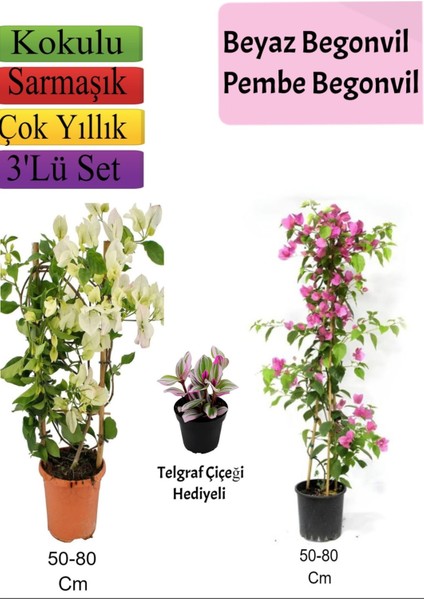 Beyaz+ Pembe Begonvil+ Telgraf Çiçeği Hediyeli