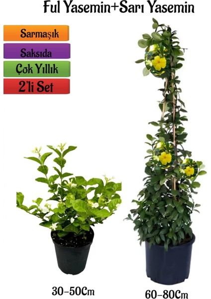 Yoğun Kokulu Ful Yasemin Fidanı+ Sarı Yasemin Fidanı 2'li Kokulu Bahçe Peyzaj Seti