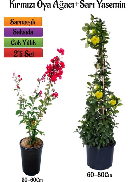 Kırmızı Oya Ağacı Fidanı+Sarı Yasemin Fidanı 2'li Bahçe Peyzaj Seti