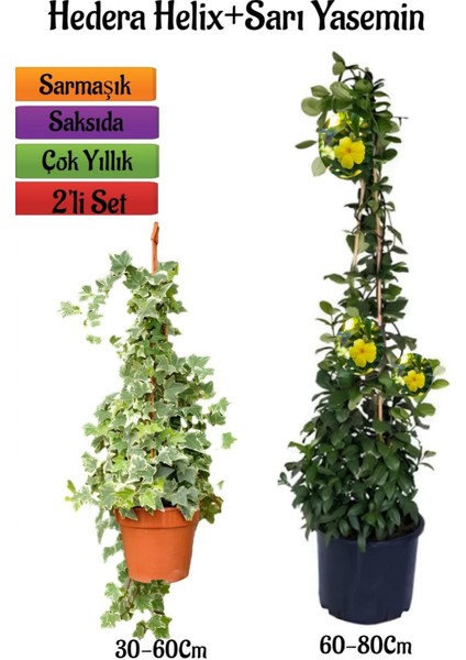 Hedera Helix Duvar Sarmaşığı+Sarı Yasemin Çiçeği Fidanı 2'li Bahçe Seti