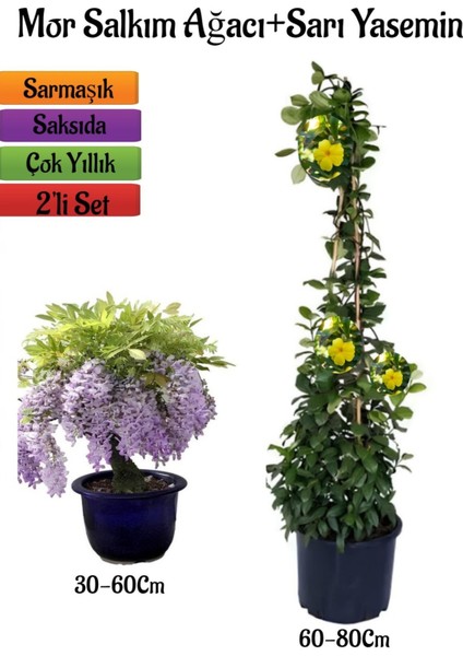 Mor Salkım Ağacı Fidanı+Sarı Renk Yasemin Çiçeği Fidanı 2'li Bahçe Peyzaj Seti