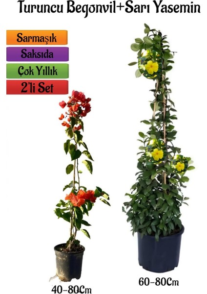 Turuncu Begonvil Çiçeği Fidanı+Sarı Yasemin Fidanı 2'li Bahçe Peyzaj Seti