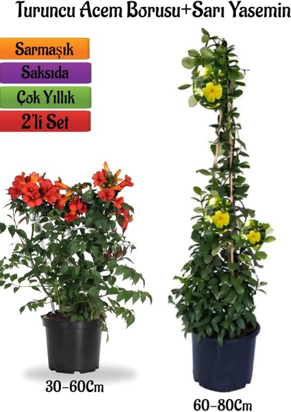 Serada Decor Plant Turuncu Borazan Çiçeği Fidanı+Sarı Yasemin Fidanı 2'li Bahçe Peyzaj Seti