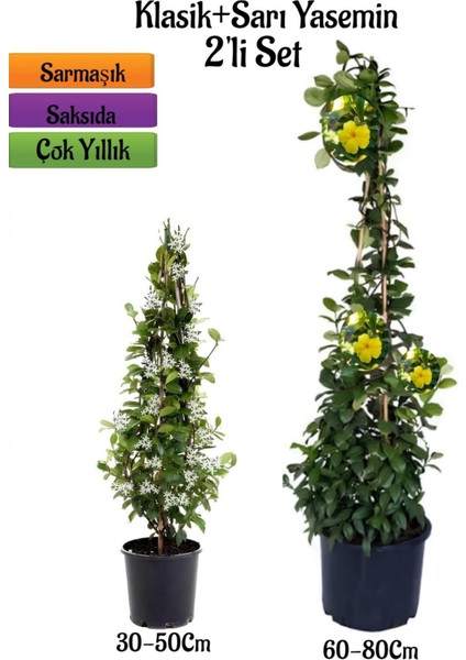 Mis Kokulu Arap Yasemini Fidanı+ Sarı Yasemin Fidanı 2'li Kokulu Peyzaj Seti