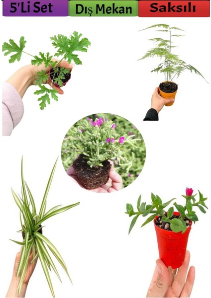 5'li Bahçe Seti Itır Kurdela Tül Mezem Buz Dış Mekan Bitkileri