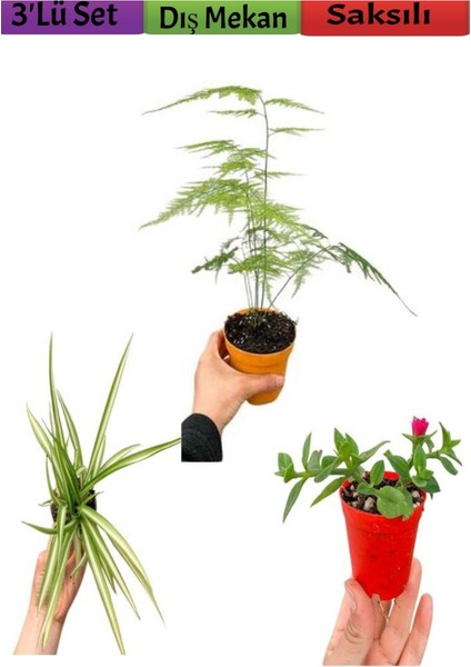 3'lü Bahçe Seti Tül+ Kurdela+ Buz (5-30 Cm) Saksılı Dış Mekan Bitkileri