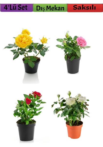 4'lü Bahçe Seti Kırmızı+ Beyaz+ Sarı+ Pembe Gül Fidanları (15-25 Cm) Dış Mekan Bitkileri
