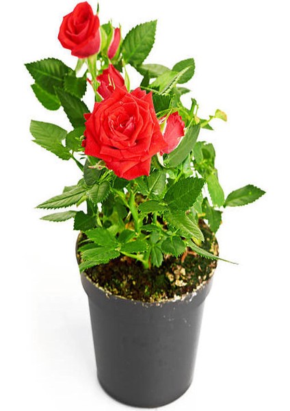 4'lü Bahçe Seti Kırmızı+ Beyaz+ Sarı+ Pembe Gül Fidanları (15-25 Cm) Dış Mekan Bitkileri fırsatları