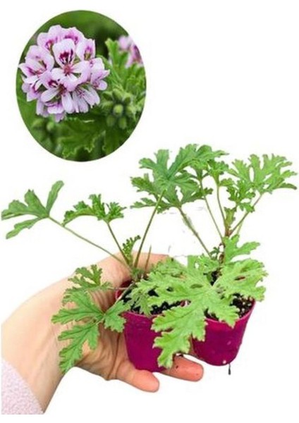 Yoğun Kokulu Itır Çiçeği+ Sarı Gül Fidanı Saksılı (15-25 Cm) Dış Mekan Bitkileri fiyatları