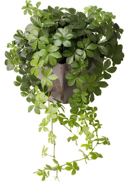 Kokulu Arap Yasemini+Amerikan Sarmaşığı+Buz Çiçeği Hediyeli 3'lü Bahçe Seti modelleri