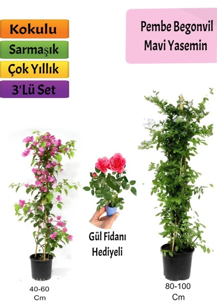 Mavi Yasemin+ Pembe Begonvil+Mini Gül Hediyeli