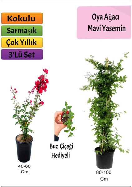 Mavi Yasemin+ Kırmızı Oya Ağacı + Buz Hediyeli