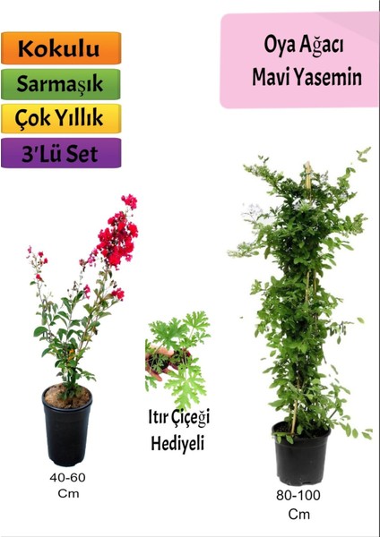 Mavi Yasemin+ Kırmızı Oya Ağacı + Itır Hediyeli