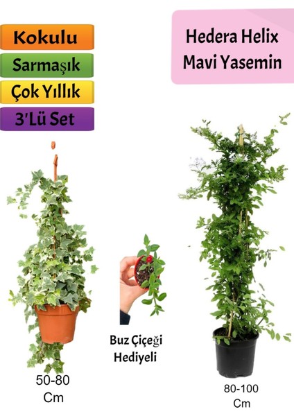 Mavi Yasemin+ Hedera Helix+ Buz Çiçeği Hediyeli